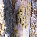 Yale Arch - 3